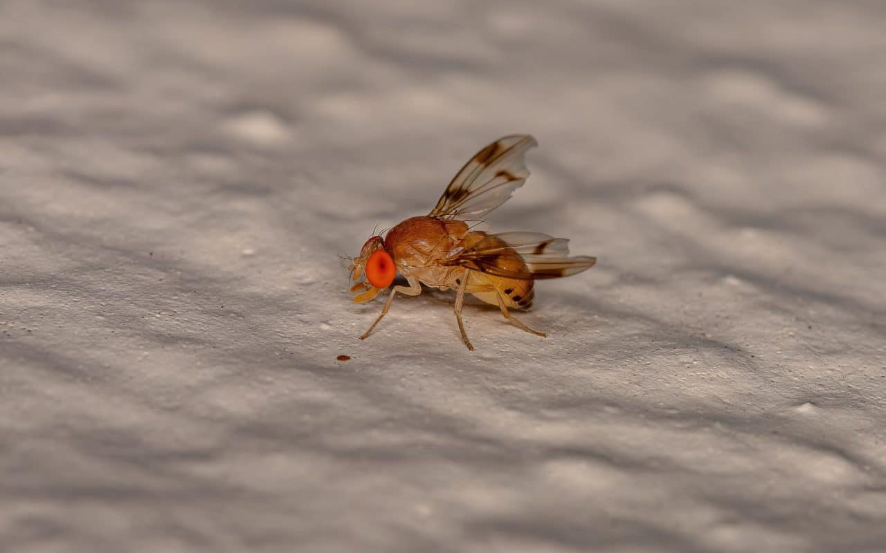 Macro photograph of an adult fruit fly of the family Drosophilidae