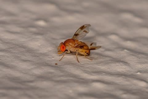 Macro photograph of an adult fruit fly of the family Drosophilidae