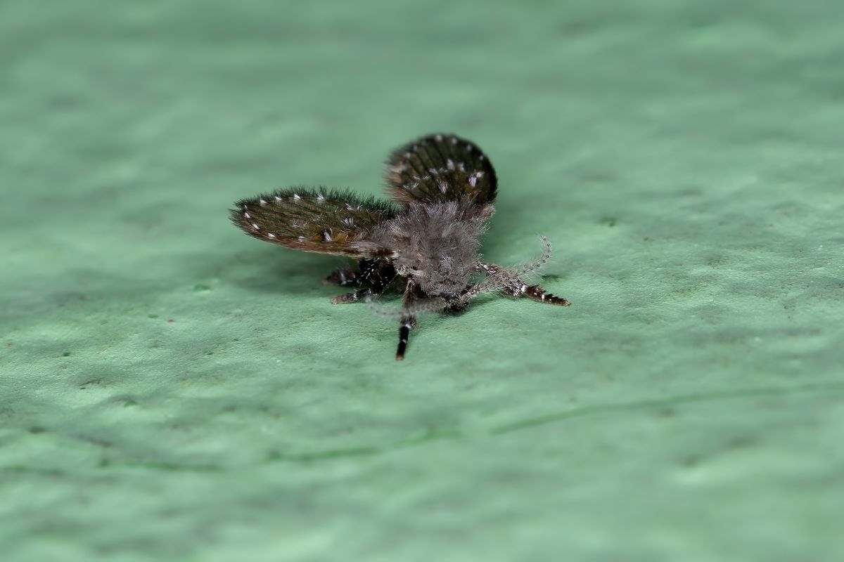 Adult drain fly (Clogmia albipunctata) at rest with furry moth-like wings over its body