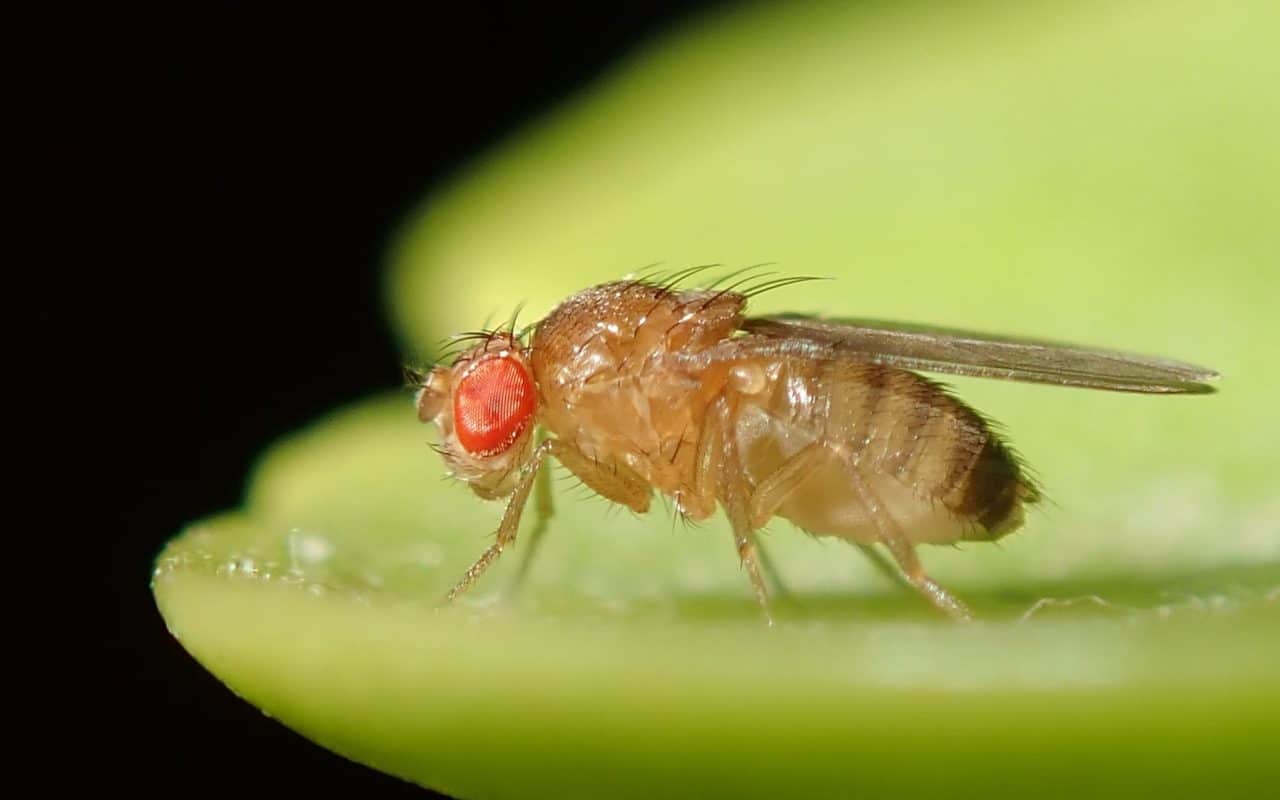Macro photograph of an adult fruit fly of the family Drosophilidae, with large red eyes and a tan body