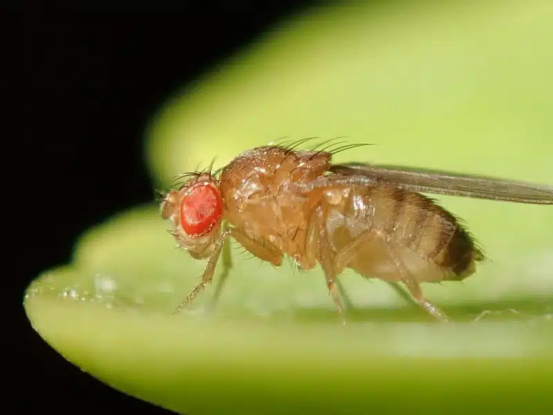 Macro photograph of an adult fruit fly of the family Drosophilidae, with large red eyes and a tan body