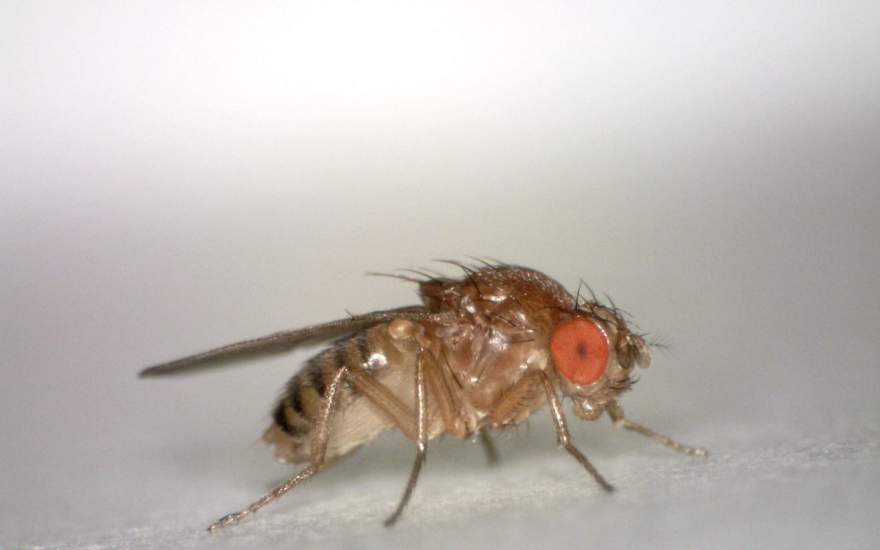 Macro photograph of a fruit fly, Drosophila, showing its red compound eyes and tan body