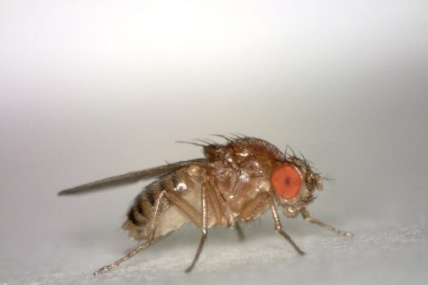 Macro photograph of a fruit fly, Drosophila, showing its red compound eyes and tan body