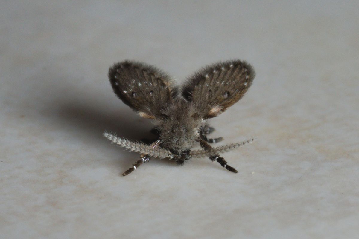 Adult drain fly, Clogmia albipunctata, resting with its hairy wings held over its back