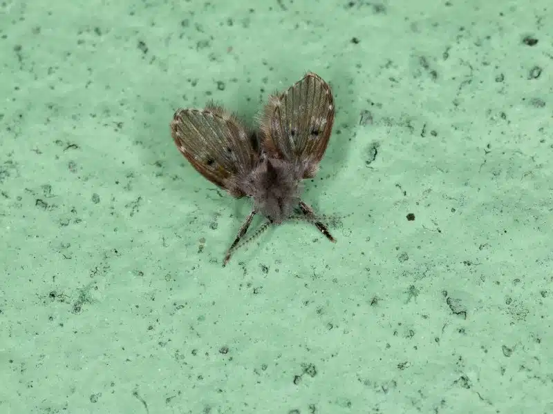 Drain fly resting on a pale surface, hairy wings held tented roof-like over its body