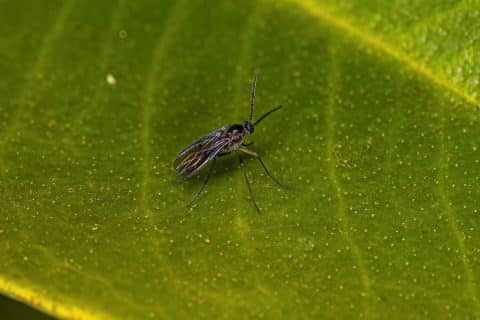Adult dark-winged fungus gnat, slender dark body with long thin legs and clear wings