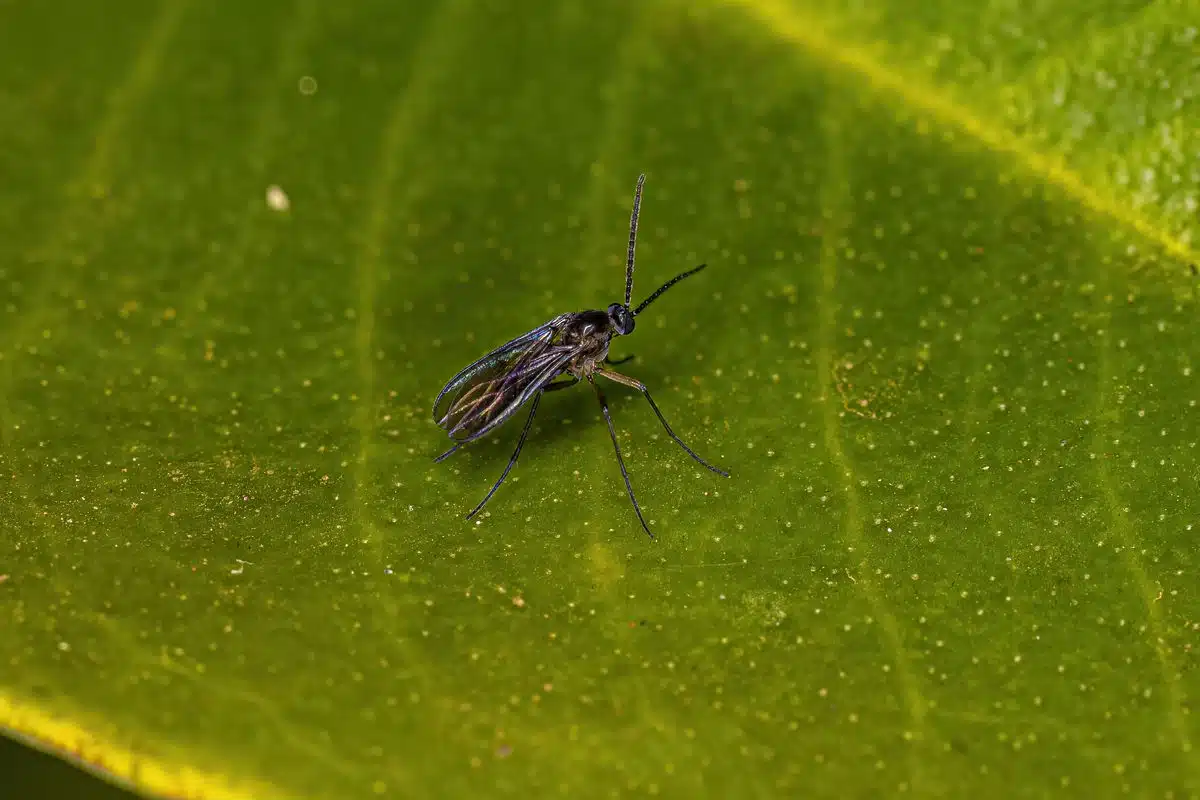 Adult dark-winged fungus gnat, slender dark body with long thin legs and clear wings