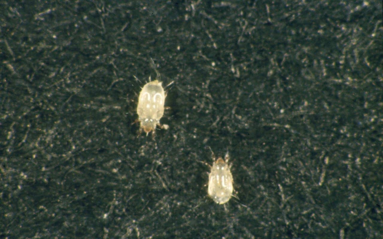 Two pale booklice on a dark fabric surface, seen at high magnification