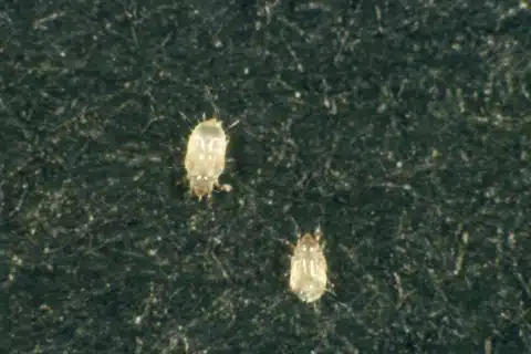 Two pale booklice on a dark fabric surface, seen at high magnification