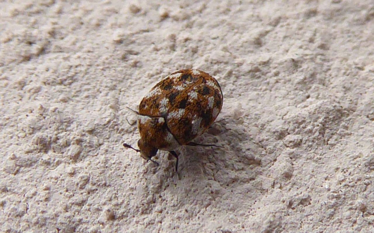 Adult varied carpet beetle, a mottled oval beetle a few millimetres long, on wool carpet fibres