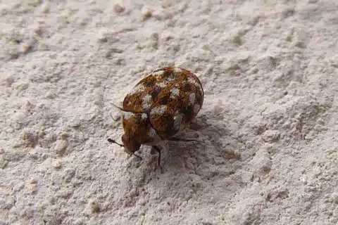 Adult varied carpet beetle, a mottled oval beetle a few millimetres long, on wool carpet fibres