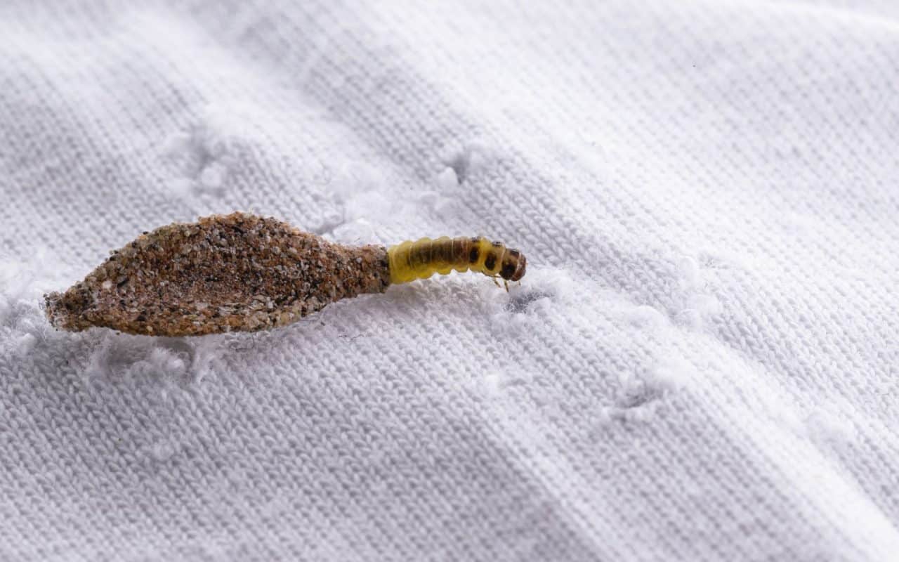Clothes moth larva on a stored woollen textile, the caterpillar stage that eats fabric