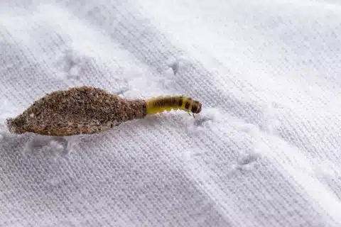 Clothes moth larva on a stored woollen textile, the caterpillar stage that eats fabric