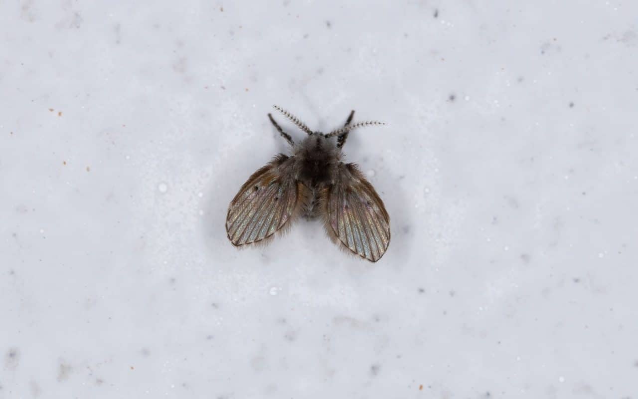 Drain fly, Clogmia albipunctata, seen from above