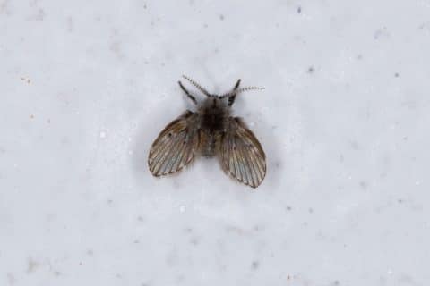 Drain fly, Clogmia albipunctata, seen from above