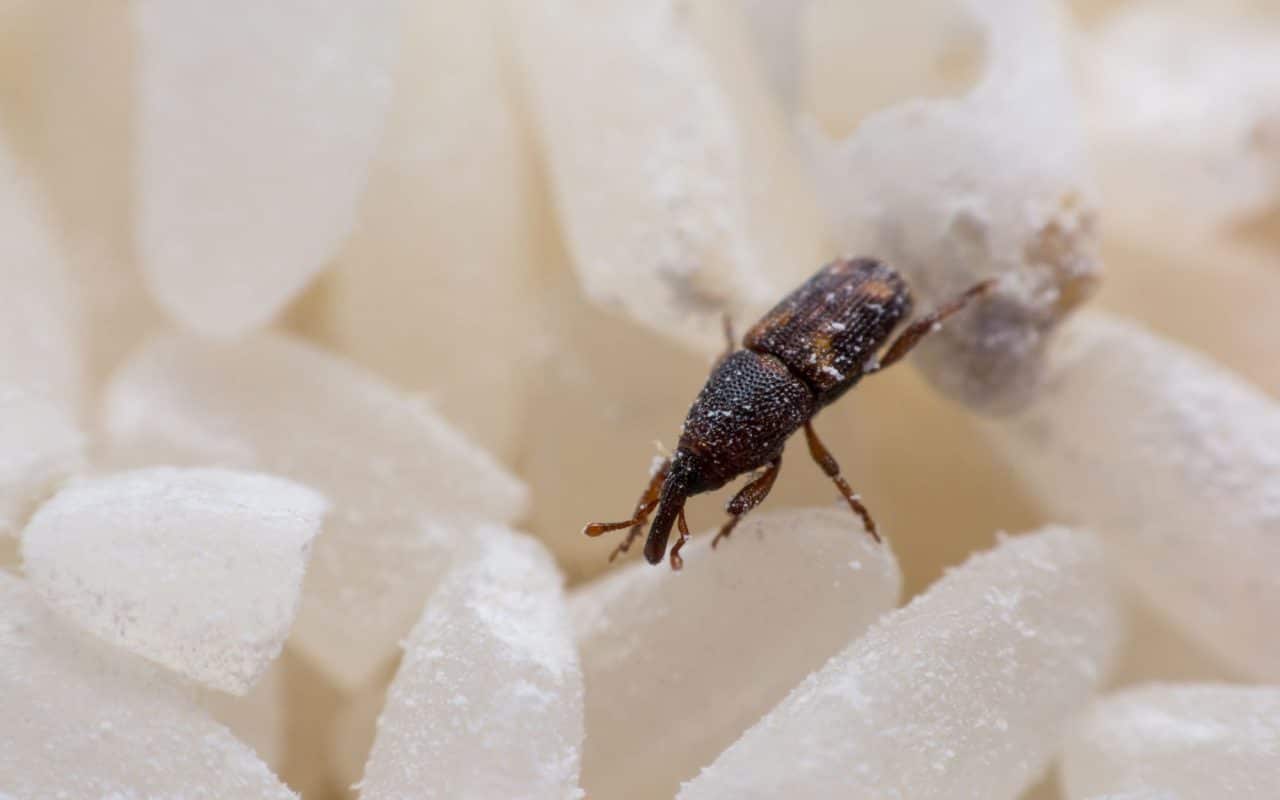 Rice weevil (Sitophilus oryzae) on white rice grains, showing its long downward snout