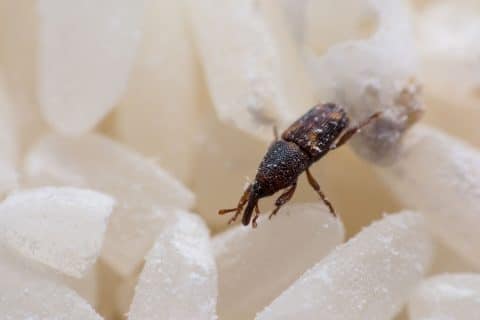 Rice weevil (Sitophilus oryzae) on white rice grains, showing its long downward snout