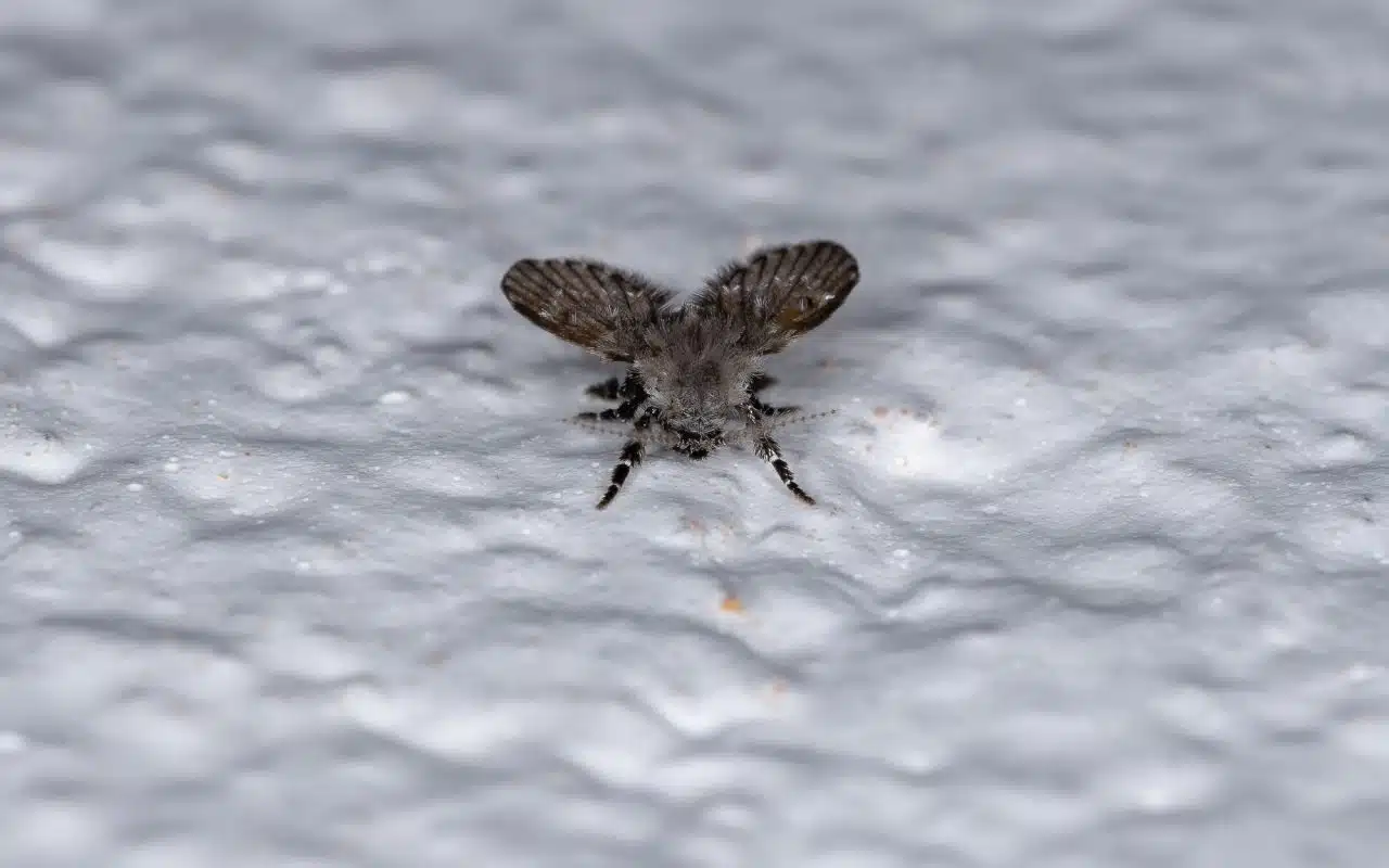 Drain fly (Clogmia albipunctata), a small furry moth-like midge, photographed close up