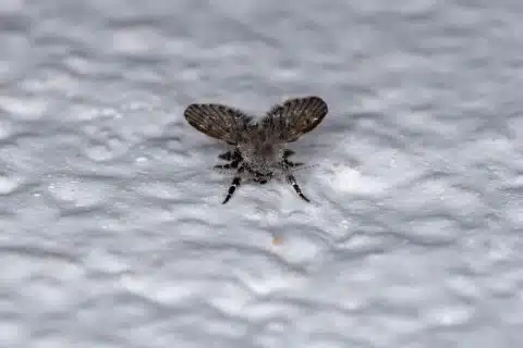 Drain fly (Clogmia albipunctata), a small furry moth-like midge, photographed close up