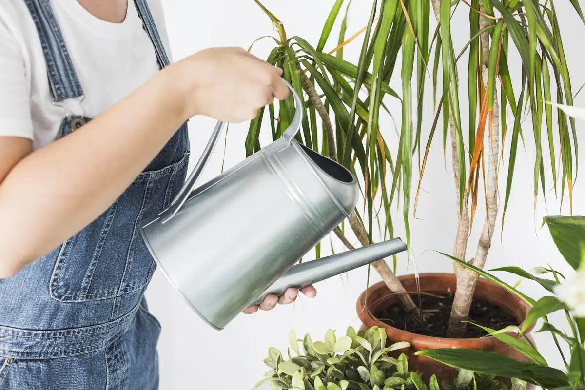Hand pouring water into the soil of an indoor potted plant