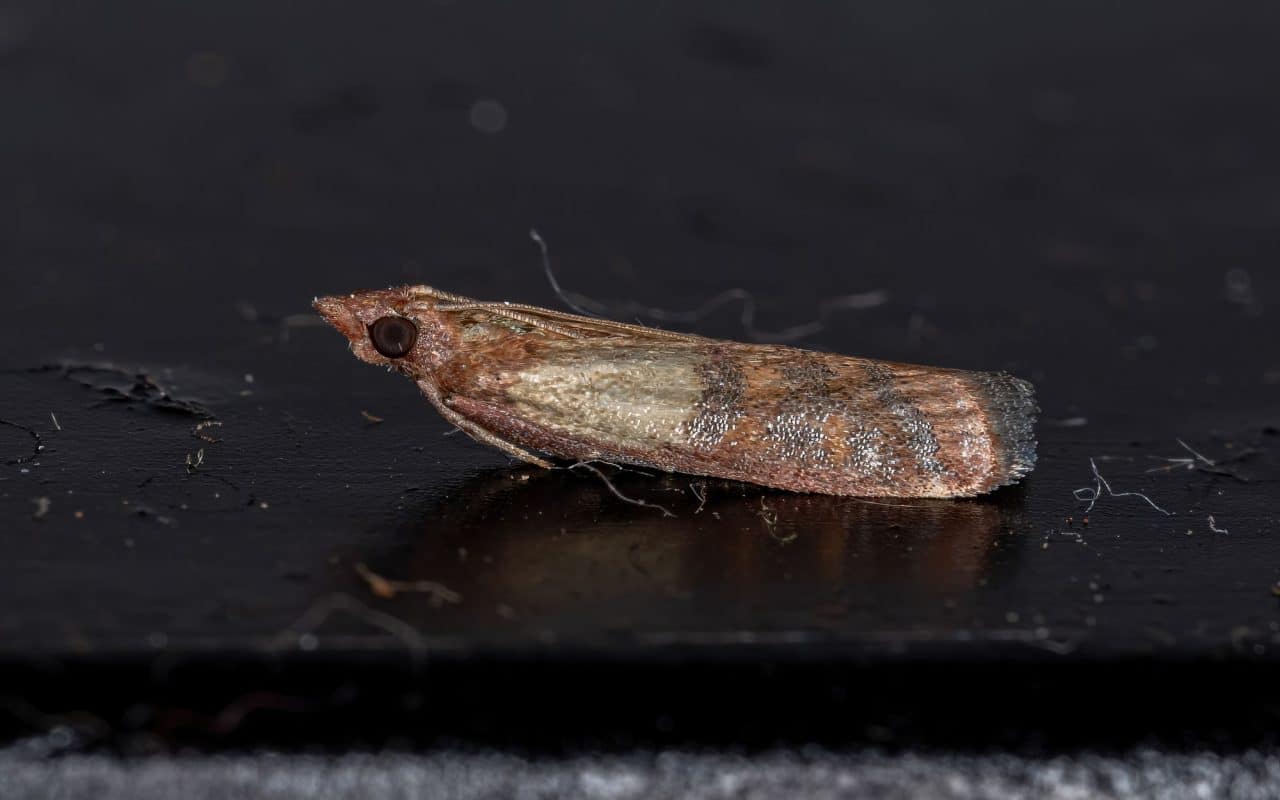 Adult Indian meal moth (Plodia interpunctella), the common pantry moth, photographed close up