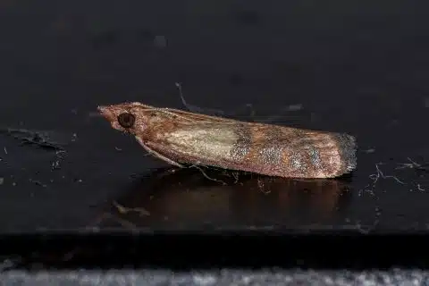 Adult Indian meal moth (Plodia interpunctella), the common pantry moth, photographed close up