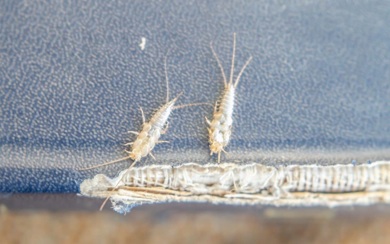 Silverfish crawling on the worn cloth cover of an old book