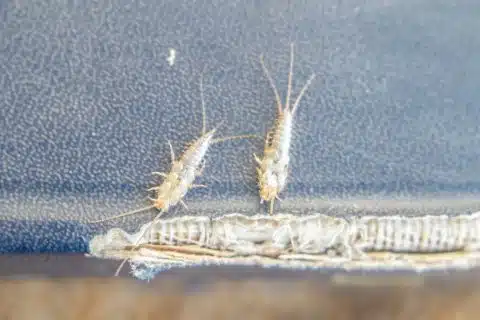 Silverfish crawling on the worn cloth cover of an old book