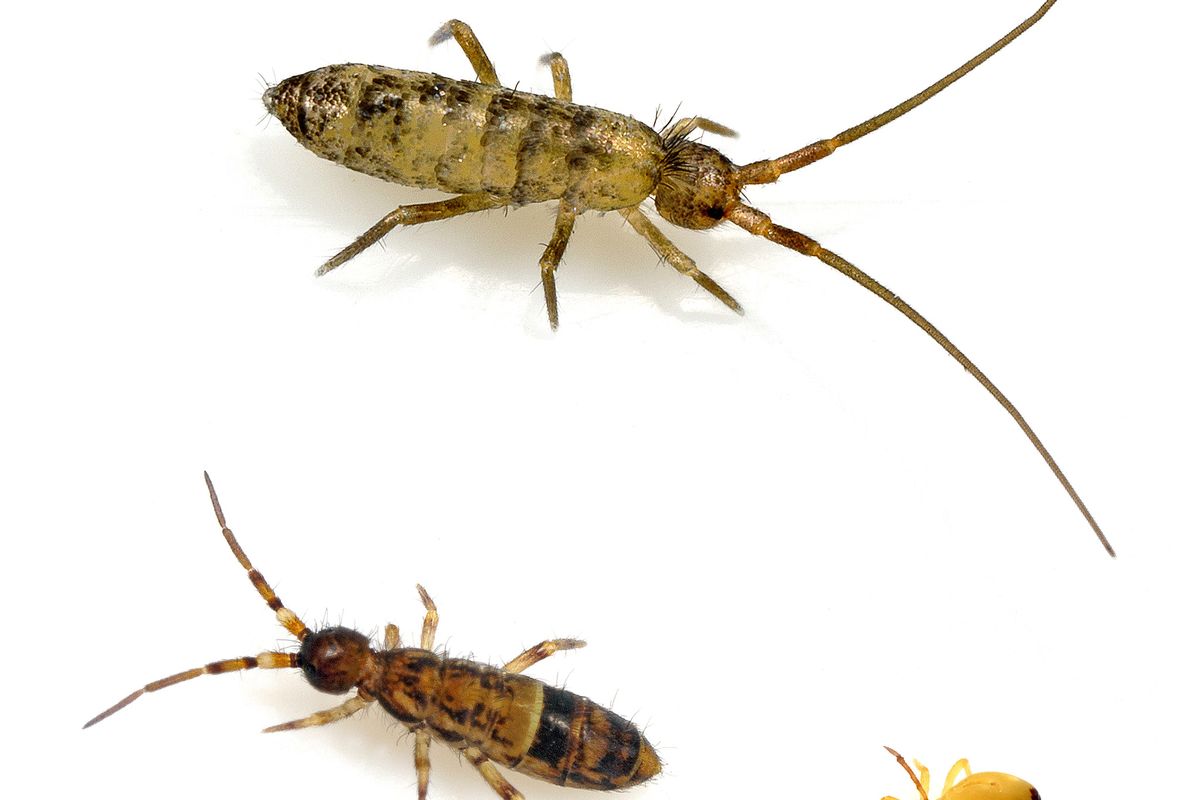 Close-up of a tiny springtail on a damp surface, showing six legs and a forked jumping organ