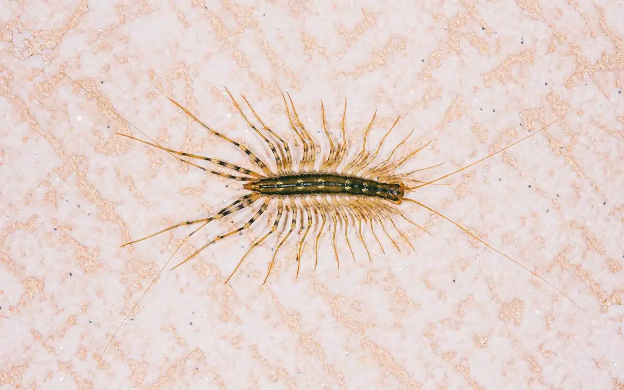 House centipede with a long segmented body and many pairs of banded legs