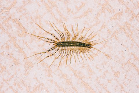 House centipede with a long segmented body and many pairs of banded legs