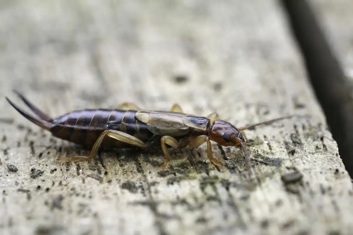 European earwig on wood, showing the pair of pincers at the tip of its abdomen