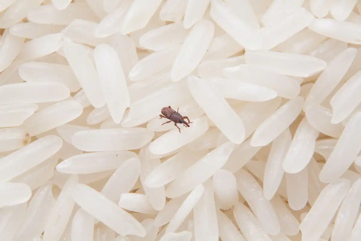 Close-up of a rice weevil boring into a white rice grain among damaged grains