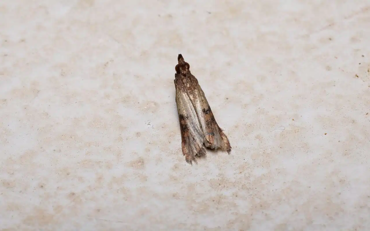 Adult Indian meal moth (Plodia interpunctella) at rest