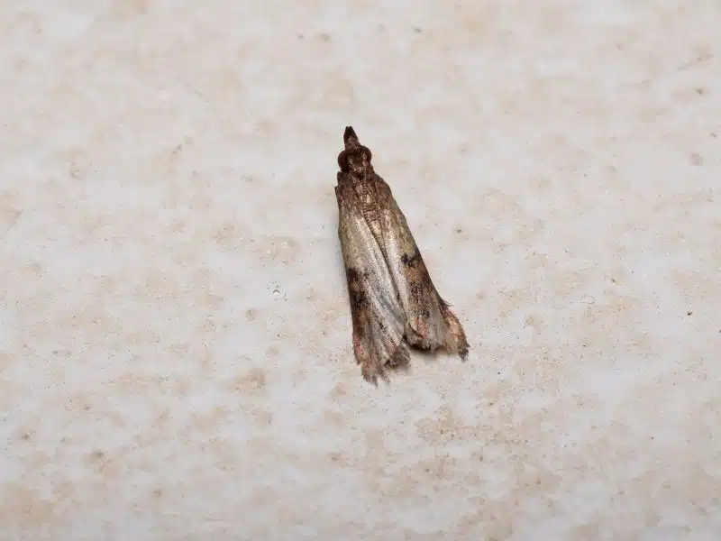 Adult Indian meal moth (Plodia interpunctella) at rest