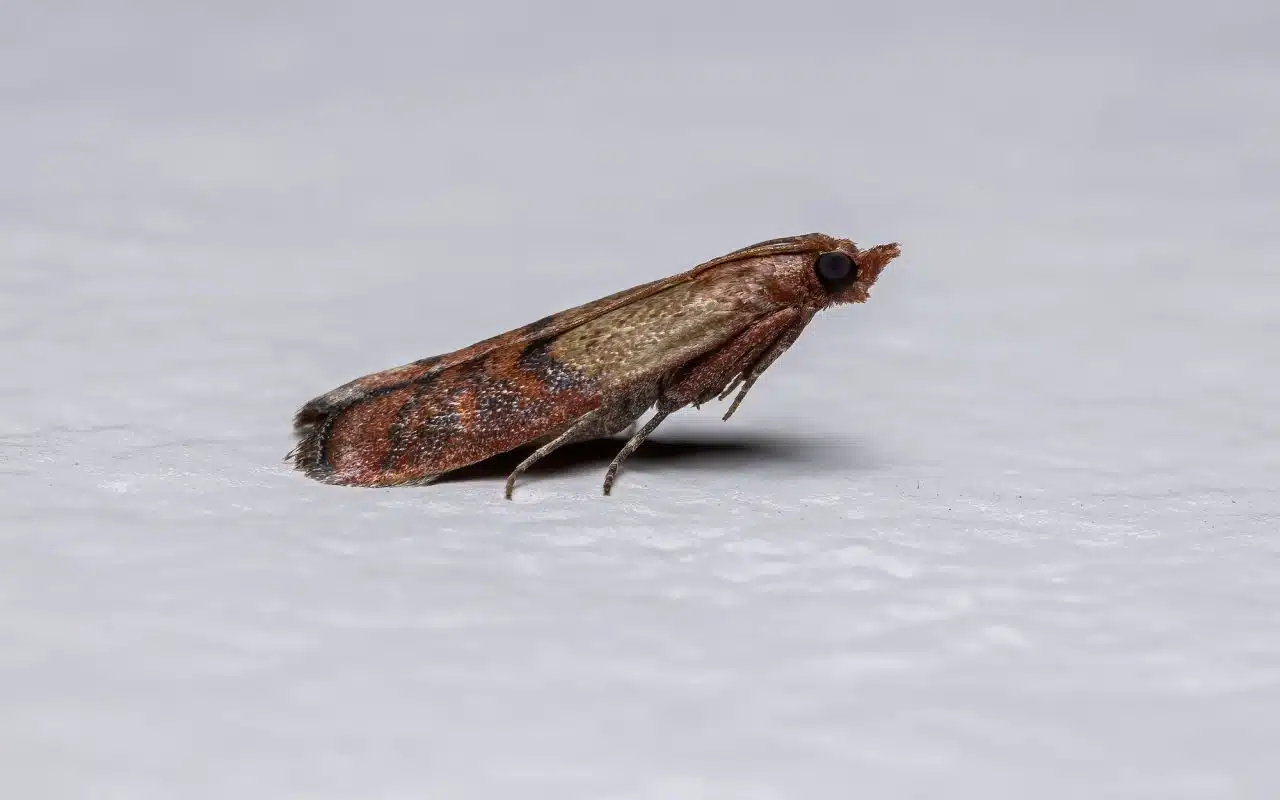 Adult pantry moth showing the two-tone forewing, Plodia interpunctella
