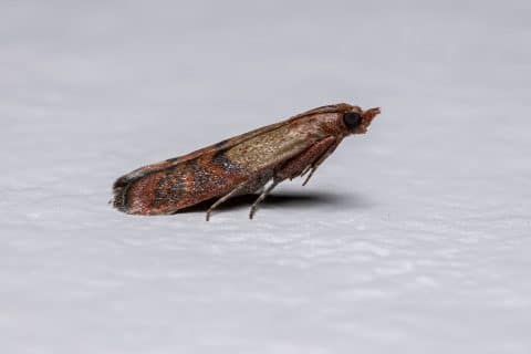 Adult pantry moth showing the two-tone forewing, Plodia interpunctella