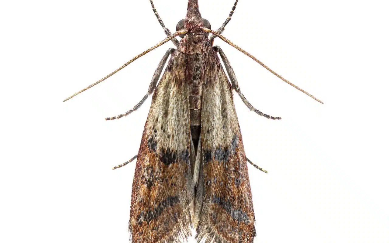 Indian meal moth on a white background showing its wings and antennae