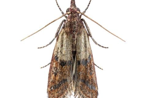 Indian meal moth on a white background showing its wings and antennae