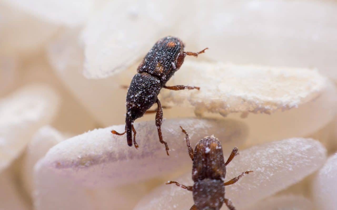 Rice weevil (Sitophilus oryzae) close up on white rice with damaged grains