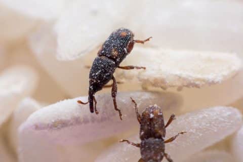 Rice weevil (Sitophilus oryzae) close up on white rice with damaged grains