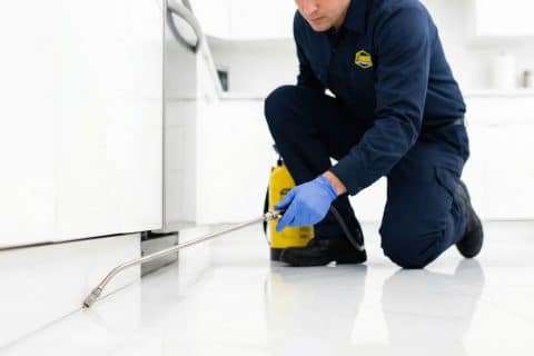Pest control technician in uniform spraying insecticide under a kitchen cabinet