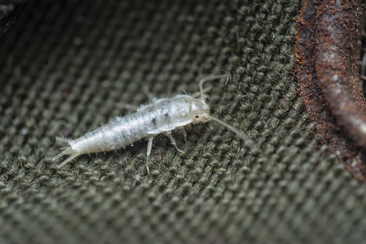 Single household silverfish on an indoor surface, seen from above