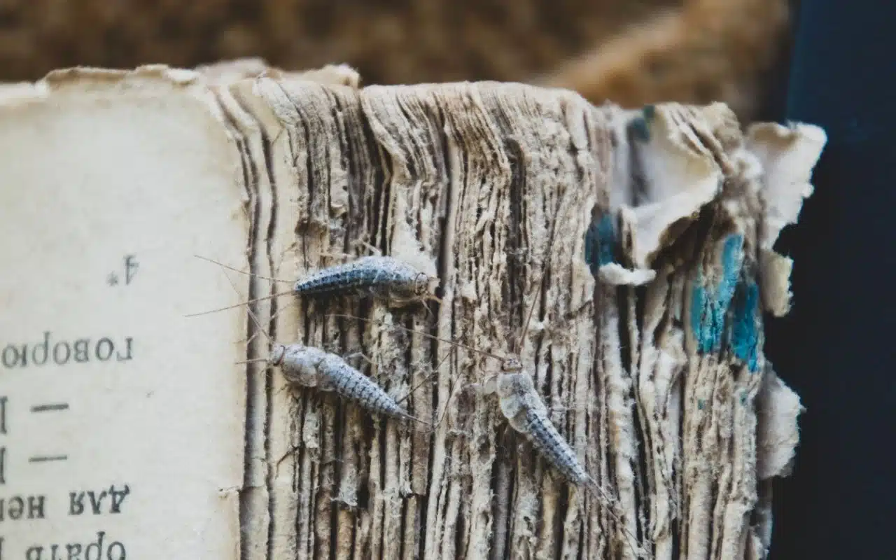 Silverfish on the torn cover of an old book, tapered body and tail bristles visible