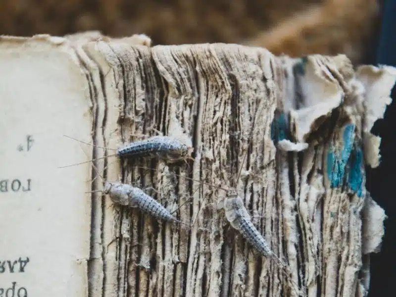 Silverfish on the torn cover of an old book, tapered body and tail bristles visible