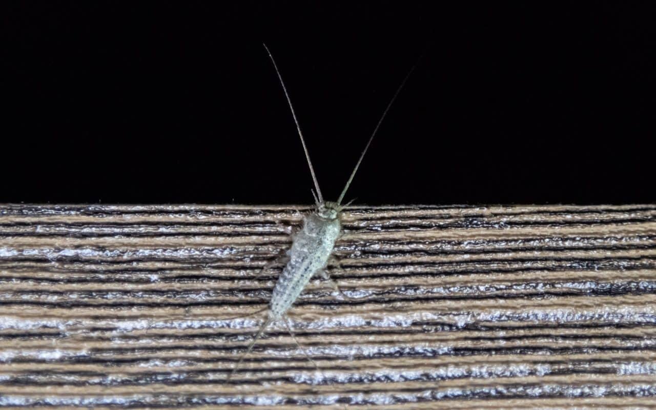 Silverfish on the edge of a wooden board, showing its tapered silver-gray body and long antennae