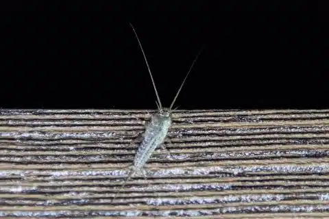 Silverfish on the edge of a wooden board, showing its tapered silver-gray body and long antennae