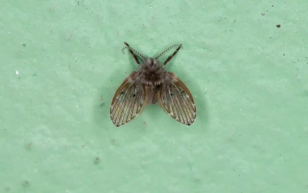 Adult drain fly resting on a pale surface, wings held flat and roof-like over a furry body