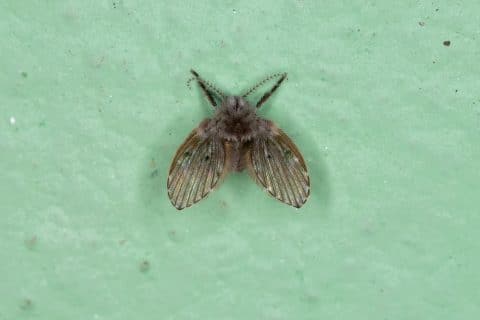 Adult drain fly resting on a pale surface, wings held flat and roof-like over a furry body