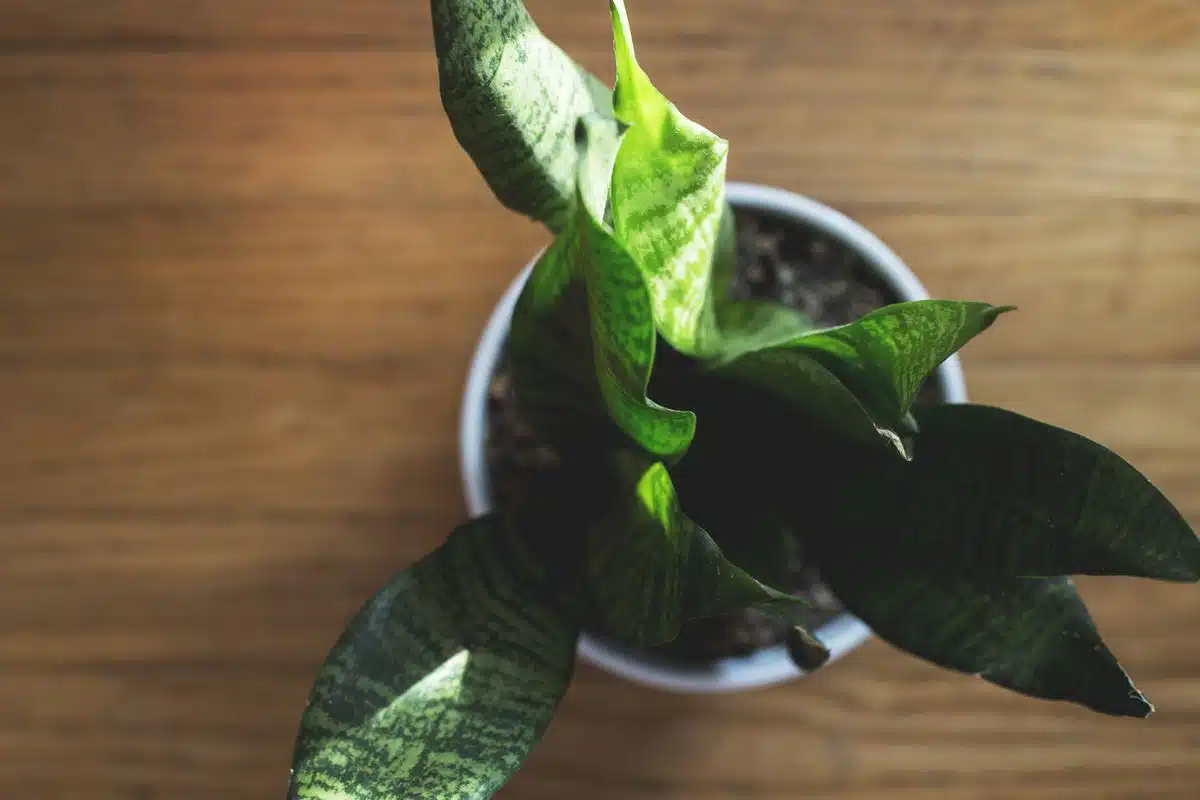 Overhead close-up of a potted houseplant with damp soil at the surface